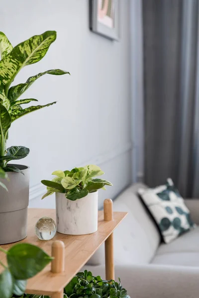 Aconchegante Quarto Decorado Com Plantas Verdes Interior — Fotografia de Stock