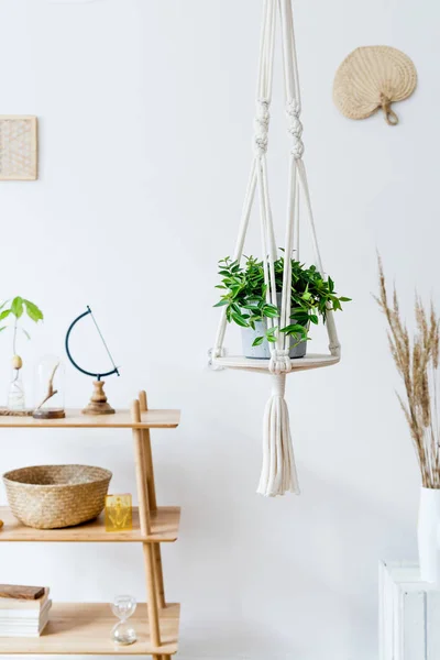 Gemütliches Zimmer Mit Grünen Pflanzen Eingerichtet — Stockfoto