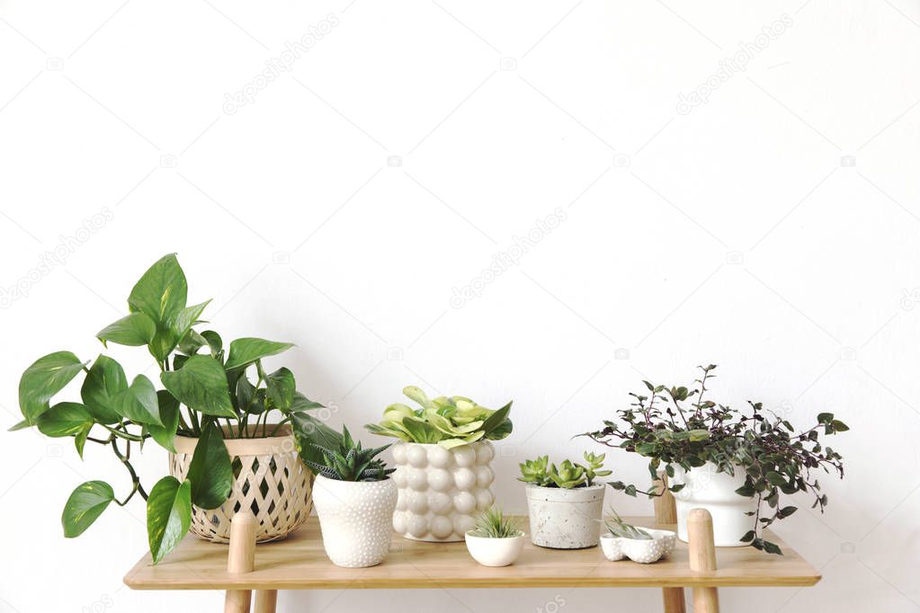 Stylish scandinavian interior with design shelf and beautiful composition of plants in different hipster pots. Modern home decor. Gray background wall. Minimalistic concept. Template. Home garden.