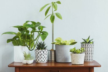 Ev iç bahçe şık ve botanik kompozisyon retro masada farklı tasarım, zarif tencere ve avokado bitki bitkilerin bir sürü dolu. Gri arka planlar duvarları. Bahar çiçeği. Şablon.