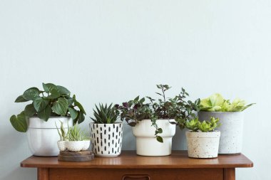 Ev iç bahçe şık ve botanik kompozisyon kahverengi retro masada farklı tasarım, zarif tencere ve hava bitkileri bitkilerin bir sürü dolu. Bahar yeşili çiçeği. Şablon. Minimalist