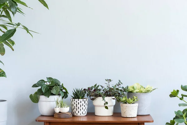 Elegante Interior Escandinavo Con Cómoda Diseño Hermosa Composición Plantas Diferentes — Foto de Stock