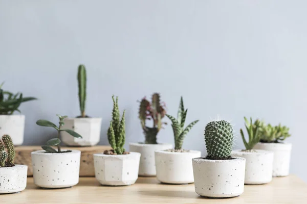 Interior Casa Minimalista Com Composição Cactos Suculentas Mesa Madeira Vasos — Fotografia de Stock