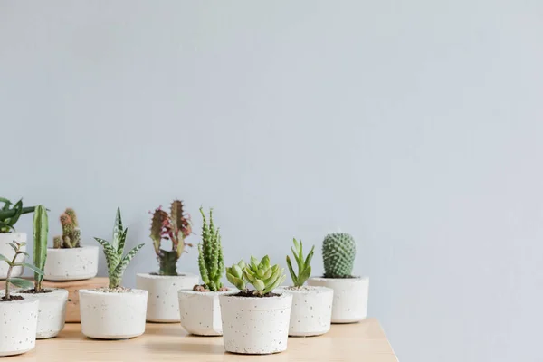 Interior Rumah Minimalis Dengan Komposisi Kaktus Dan Sukulen Atas Meja — Stok Foto