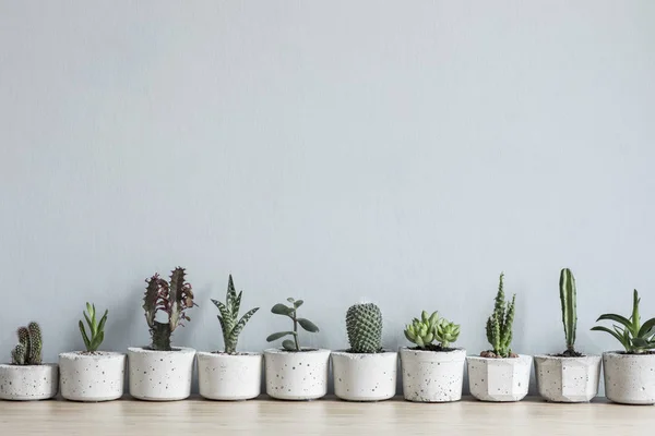 Interior Casa Minimalista Com Composição Cactos Suculentas Mesa Madeira Vasos — Fotografia de Stock