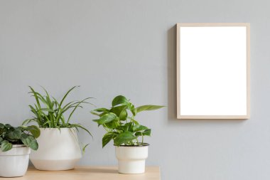Tasarım hipster pot güzel bitki ile kahverengi ahşap masa üzerinde fotoğraf çerçevesi kadar sahte minimalist oda iç. Gri duvarlar. Poster çerçevesi kadar mock şık ve çiçek kavramı. 