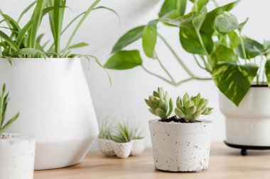 Kahverengi masa üzerinde tasarım ve hipster tencere hava bitkileri, kaktüsler ve sulu kompozisyon yakın. Beyaz duvarlar. Ev bahçe iç modern ve çiçek kavramı. Doğa sevgisi. 