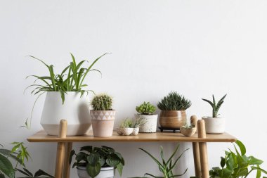 Bitkiler, kaktüsler ve kahverengi rafta hipster tencere tasarım ve hipster tencere sulu kompozisyon ile İskandinav oda iç. Beyaz duvarlar. Ev bahçesi modern ve çiçek kavramı. Doğa sevgisi.