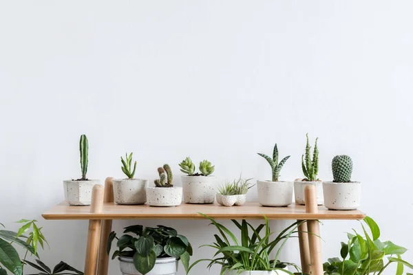 Skandináv Szobabelső Növények Kaktuszok Succulents Összetétele Design Csípő Edények Barna — Stock Fotó