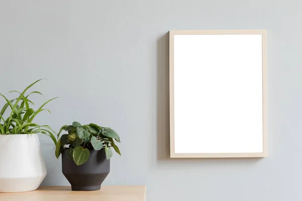 Minimalistic botanical room interior with mock up photo frame on the brown wooden table with beautiful plant in design hipster pot. Grey walls. Stylish and floral concept of mock up poster frame.