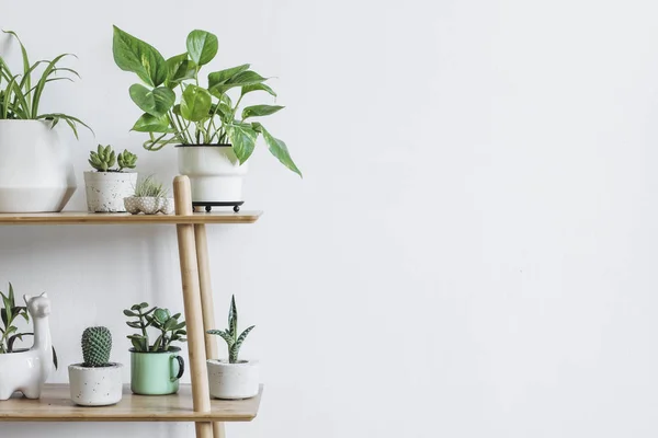 Habitación Escandinava Interior Con Composición Plantas Diseño Macetas Hipster Estantería — Foto de Stock