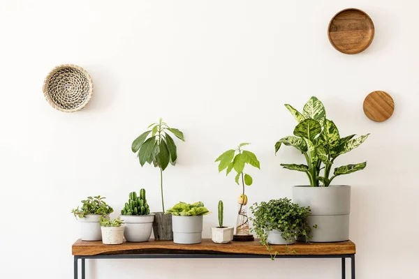 スタイリッシュなスカンジナビアの客室のインテリアは デザインの木製コンソール 壁にリング 植物の美しい組成を備えています ホームインテリアのモダンな構成 白い壁 コピースペース ホームインテリア — ストック写真