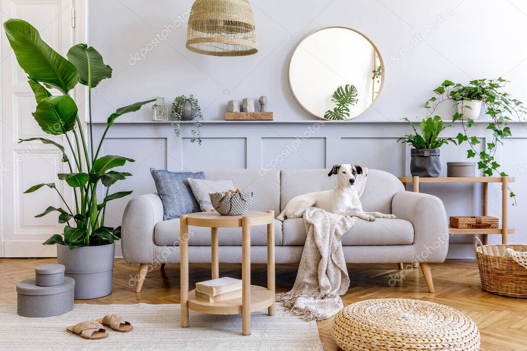  Interior design of living room with stylish grey sofa, coffee table, tropical plant, mirror, decoration, pillows and elegant personal accessories in home decor. Beautiful dog lying on the couch.