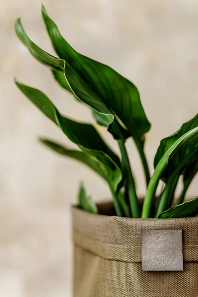 Közelkép Gyönyörű Növény Semleges Kézzel Készített Edény Otthon Kert — Stock Fotó