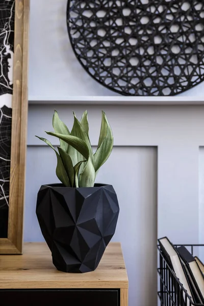 Elegante Composición Escandinava Con Cómoda Madera Maceta Diseño Libros Cactus — Foto de Stock