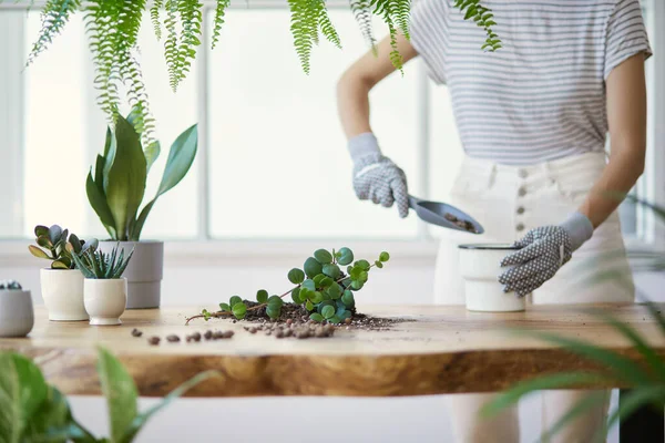 Jardineiros Mulher Transplantando Planta Vasos Cerâmicos Sobre Mesa Madeira Design — Fotografia de Stock
