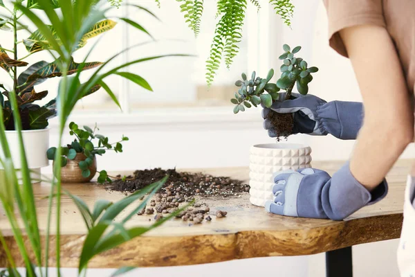 Man Gardeners Transplanting Plant Ceramic Pots Design Wooden Table Concept — Stock Photo, Image