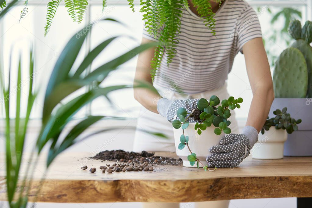 Woman gardeners transplanting plant in ceramic pots on the design wooden table. Concept of home garden. Spring time. Stylish interior with a lot of plants. Taking care of home plants. Template.