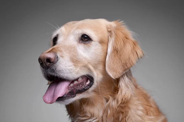 Çok Güzel Bir Golden Retriever Gri Arka Plan Üzerinde Izole — Stok fotoğraf