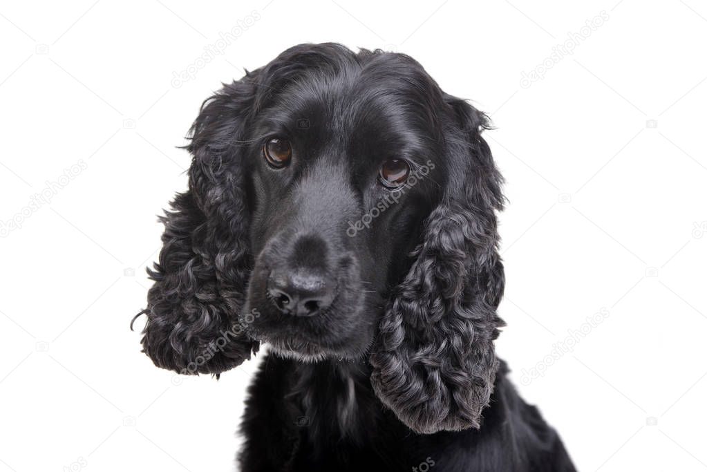 Portrait of an adorable English Cocker Spaniel - isolated on white background.