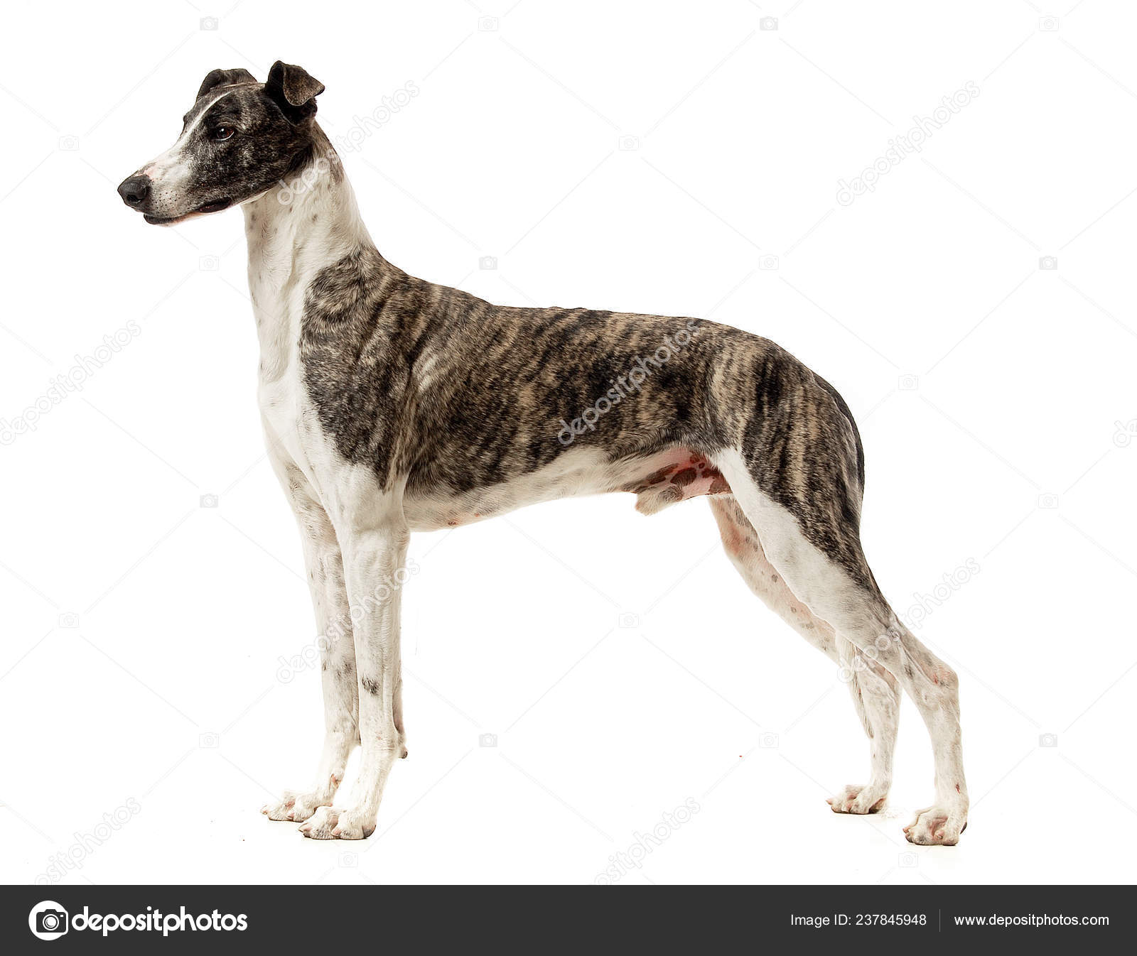 Mottled Greyhound Greyhound Dog Portrait On The Background Of