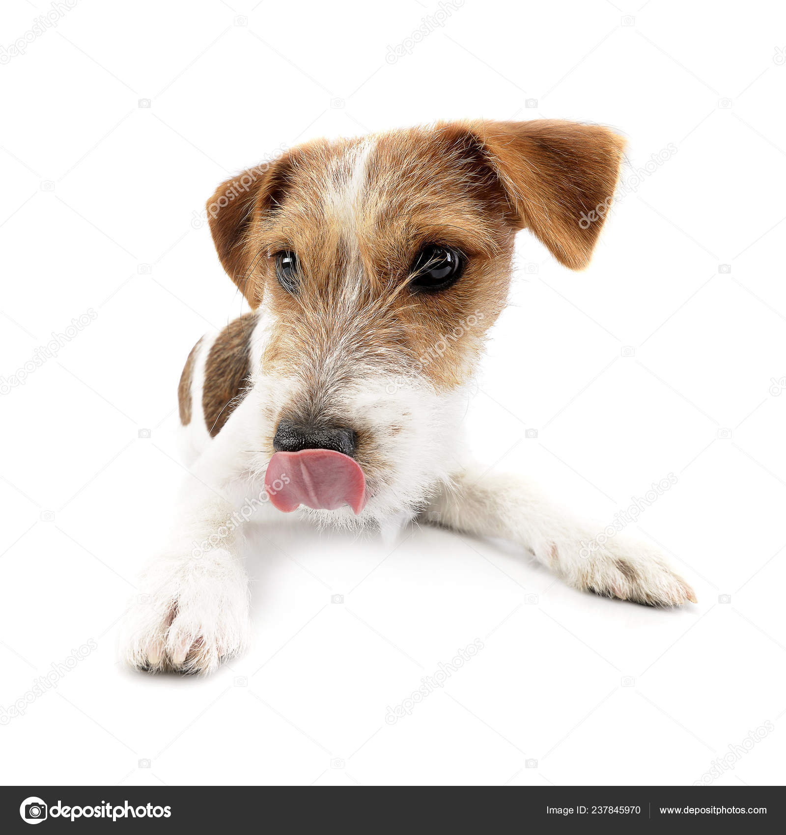 Studio Shot Adorable Jack Russell Terrier Lying White Background