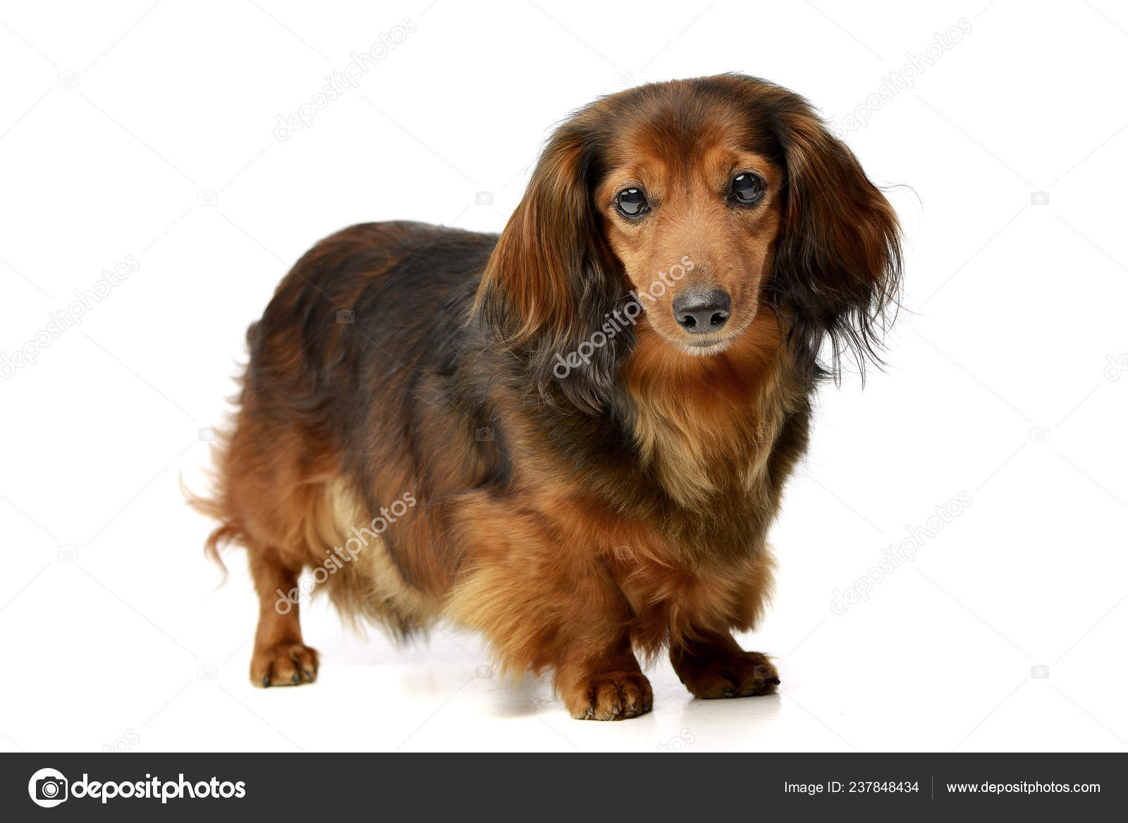 Studio Shot Adorable Longhaired Dachshund Standing White
