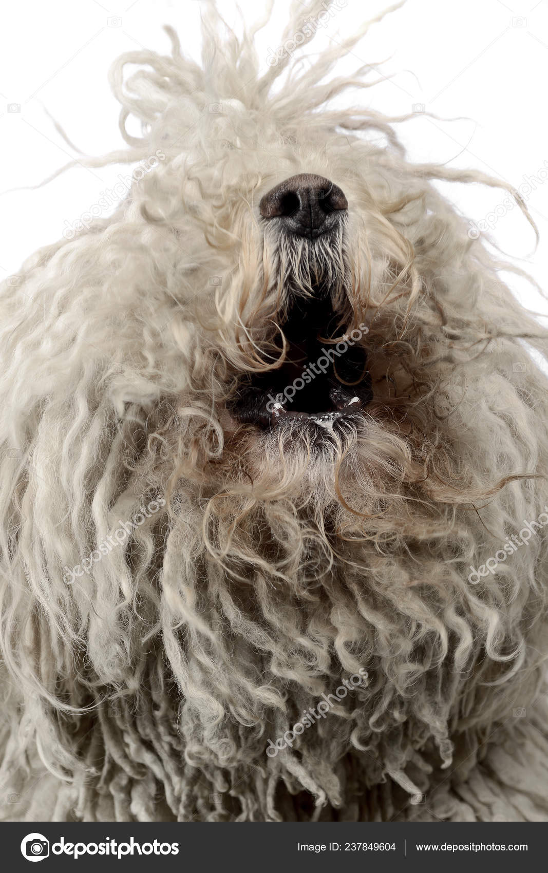 White hotsell hungarian puli