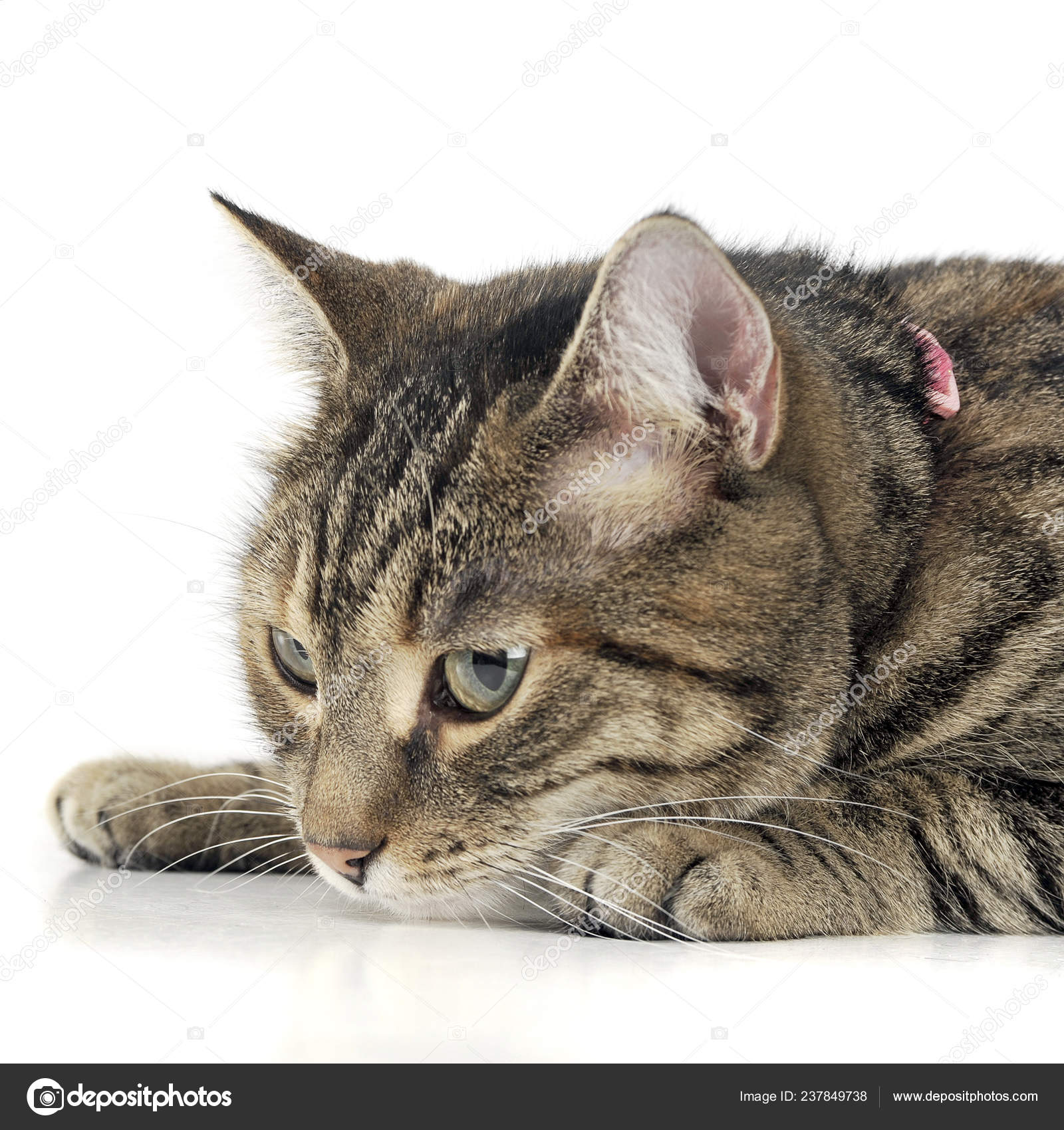 かわいいトラ猫 スタジオの肖像画は 白で隔離 ストック写真 C Kisscsanad かわいいトラ猫 スタジオの肖像画は 白で隔離 ストック写真 C Kisscsanad
