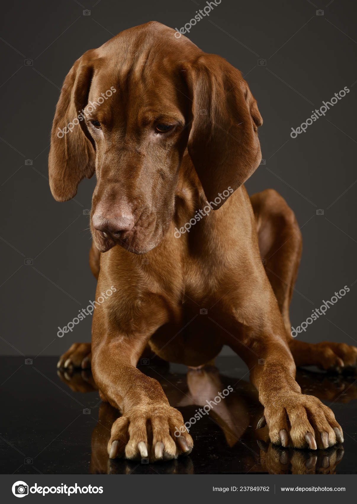 Dark Vizsla Vizsla And Black Lab Puppy