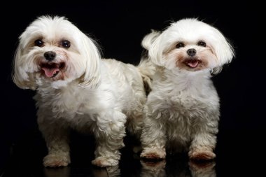  Karanlık fotoğraf stüdyosu iki Shih-tzu