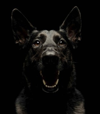 karanlık bir stüdyoda korkulu siyah Alman çoban köpek