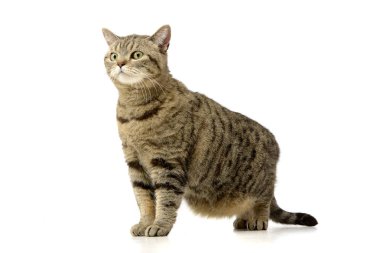 Beyaz arka plan üzerinde bir sevimli tekir kedi duran stüdyo çekim.