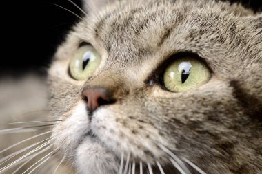 Çok güzel bir tekir kedi siyah arka plan üzerine izole portresi.