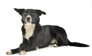 Beyaz bir arka plan karışık doğurmak siyah köpek