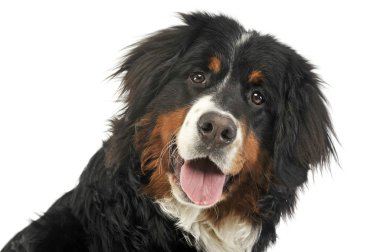 Bernese dağ köpeği portre beyaz fotoğraf Studio