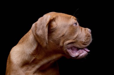 Çok güzel bir Dogue de Bordeaux - atış, stüdyo portre siyah izole.