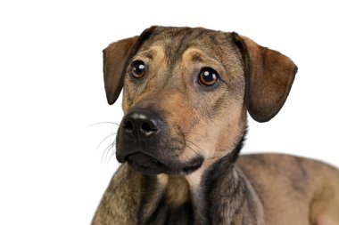 Bir çok güzel karışık doğurmak köpek, atış, stüdyo portresi üzerine beyaz izole.