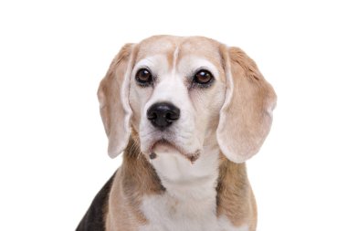 Çok güzel bir beagle - beyaz arka plan üzerinde izole portresi.