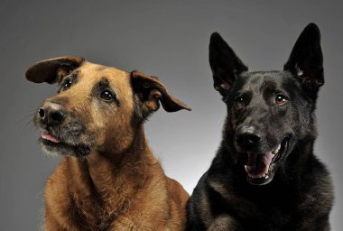 Karışık doğurmak köpek fotoğraf stüdyosu