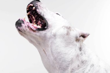 Korkunç bir Dogo Argentino - atış, stüdyo portresi üzerine beyaz izole.