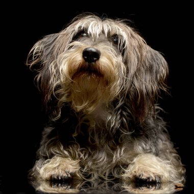 Çok güzel bir Dachshund siyah arka plan üzerine yalan stüdyo çekim.