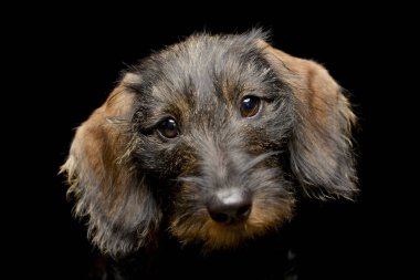 Çok güzel bir Dachshund - atış, stüdyo portre siyah izole.