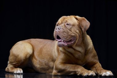 Çok güzel bir Dogue de Bordeaux siyah arka plan üzerine yalan stüdyo çekim.