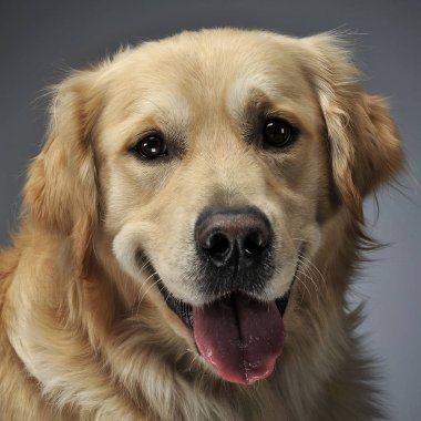 Golden Retriever portre gri arka plan