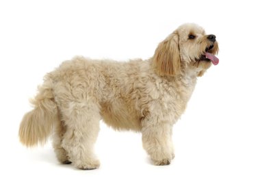 havanese bir beyaz fotoğraf stüdyosunda rahatlatıcı