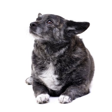 Beyaz arka plan üzerinde yalan bir çok güzel karışık doğurmak köpek stüdyo çekim.