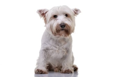 Çok güzel bir Batı Dağlık beyaz korkunç beyaz arka plan üzerinde oturan stüdyo çekim.