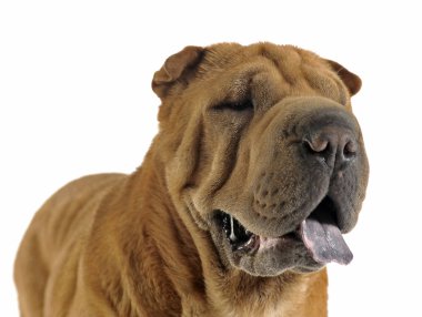 Shar pei portre bakıyorum şu beyaz Studio