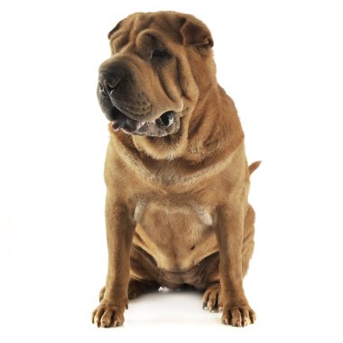 Beyaz stüdyoda oturan ve sağ seyir Shar pei